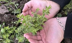 Ardahan'da meyvecilik geliştirilecek