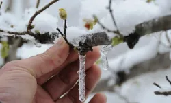 Zirai don uyarısı sonrası üreticiler tedbirlere odaklandı