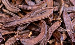 'Alanya keçiboynuzu' için AB'ye coğrafi işaret başvurusu yapıldı