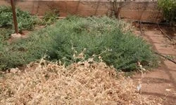 Yüksek sıcaklığa dayanıklı yerli nohut geliştirildi