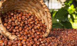 Ticaret borsalarında 7 ayda 261 bin tonu aşkın fındık işlem gördü