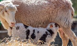 Küçükbaş hayvanlarda çiçek hastalığı vaka sayısı 2 bin 147'ye ulaştı
