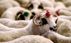 Vekaletle kurban kesim bedelleri belirlendi