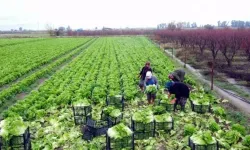 Marul ekerek başladığı tarım sektöründe 40 kadına istihdam sağlıyor!