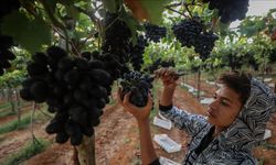 Mısır'da üzüm hasadı başladı