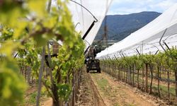 Manisalı üreticiler üzüm bağlarını "dolu tülü" ile koruyor