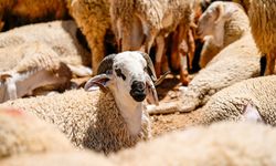 Kurban Hizmetlerinin Uygulanmasına Dair Tebliğ Resmi Gazete'de yayımlandı