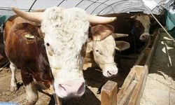 Kurban Bayramı öncesi hastalık ve kesimlere ilişkin tedbirler artırıldı