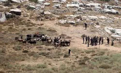 Filistin topraklarını gasbeden İsrailliler, Batı Şeria'da Filistinlilere ait 150 küçükbaş hayvanı çaldı