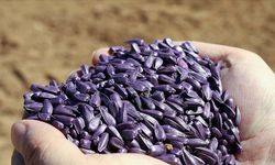 Çiftçilere yağlık ayçiçeği tohumu desteği
