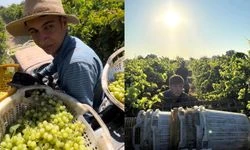 Mısır'da üzüm hasadı başladı