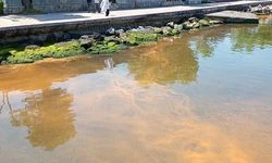 Kocaeli'de alg patlamasıyla denizin bir kısmı turuncuya döndü