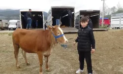 Bolu’da hayvan pazarının en küçük celepçisi: 13 yaşında kurbanlık satıyor