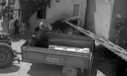 Isparta'da kurbanlık boğa demir kapıyı devirdi