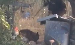 Filistinlilerin topraklarını gasbeden bir İsrailli, Batı Şeria'da bir köpeği sopayla darbetti