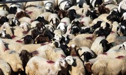 Bayram öncesi 4 milyonu aşkın hayvanın sağlık kontrolü yapıldı