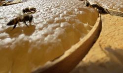 Türk balı dünya pazarlarında markalaşma yolunda ilerliyor