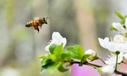 Bal ormanlarıyla sürdürülebilir arıcılığa destek