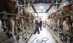 Süt üreticilerine 6 yılda 24,6 milyar lira destek verildi