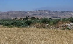 İsrail askerleri, Lübnan'da işgal altındaki bölgelerde çiftçileri ateş açarak hasattan mahrum bırakıyor