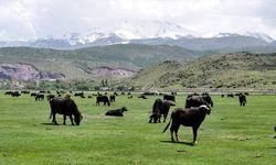 Erciyes'in meralarındaki manda sayısı devlet ve belediye destekleriyle arttı