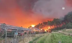 Fransa'nın güneydoğusundaki Var vilayetinde dün başlayan yangında binlerce hektar alan yandı