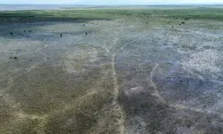 Kızılırmak Deltası'nda mevsimsel olarak çekilen su yeni beslenme alanlarına dönüşüyor