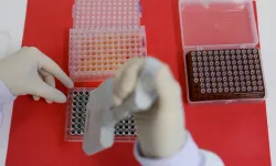 Avustralya'da memeli hayvanda ilk kuş gribi vakası doğrulandı
