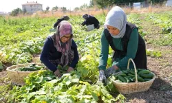 Türkiye'nin "yeşil altını" Çubuk turşusu 45 çeşidiyle dünya lezzetleri arasında