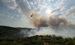 Manisa'da orman yangını