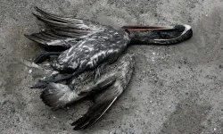 Avustralya'da yabani kuşlarda H5 kuş gribi kaynaklı ilk toplu ölüm görüldü