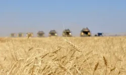 Topraktaki nem hububat ve tarla bitkilerinin sağlıklı gelişmesini sağladı