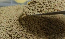 TMO yeşil mercimek alımına dair esasları açıkladı