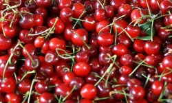 Kirazda kalite ve yüksek verim ihracatta avantaj sağlayacak