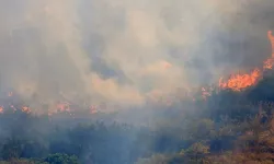 WWF: İtalya'da bu yaz çıkan orman yangınlarında 70 bin hektar alan kül oldu