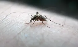 Güney Kore'de sivrisineklerde sıtmaya neden olan genetik materyalin tespitinin ardından alarm verildi