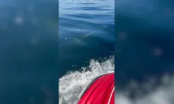 Tekirdağ'da iki yunusun tekneye eşlik ettiği anlar görüntülendi
