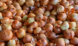 Kuru soğan ve yağlık ayçiçeği tohumu ithalatında gümrük vergilerine düzenleme
