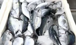 Giresun'da palamut sezonu bereketli başladı