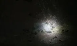 Tunceli’de gece kamerasında domuz ve ayı aynı anda görüntülendi