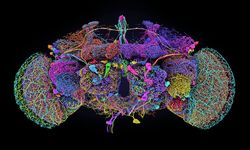 How to Simulate a Fruit Fly Brain Online (No Coding Required)