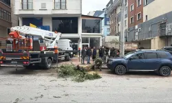 Gebze'de devrilen ağaç park halindeki cipin üzerine düştü