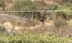 Batı Şeria’da hasat edilen üzümler çalındı!