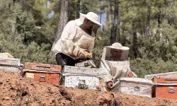 Muğla’da çam balı sezonu yüzleri güldürdü