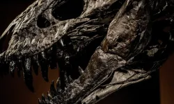 Araştırma, T-rex'in vücut ısısının insanlarınkine benzer olduğuna işaret ediyor