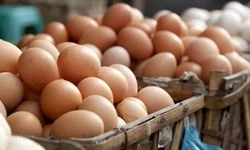 Yumurta İhracatında 9 Ayda Yüzde 54 Artış: 418 Milyon Dolar