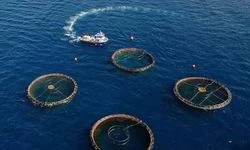 Muğla’nın Su Ürünleri İhracatı 9 Ayda 631 Milyon Dolara Ulaştı