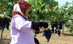 Bağcılık ve Teknolojileri Sempozyumu Tekirdağ'da başladı