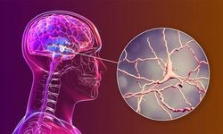 Rapamisin, Alzheimer riski taşıyan kişilerde beyin kan akışını artırdı