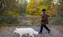 Almanya'da köpek vergisi geliri 2025'te 429,7 milyon avro oldu